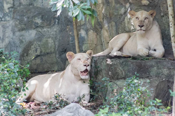 Vitt Lejon Panthera Leo Liggande Gräset — Stockfoto