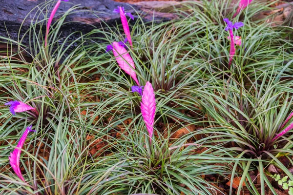 Día Invernadero Con Planta Jardín — Foto de Stock