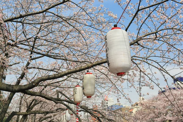 Lanternor i Sakura Festival, Tokyo, Japan — Stockfoto