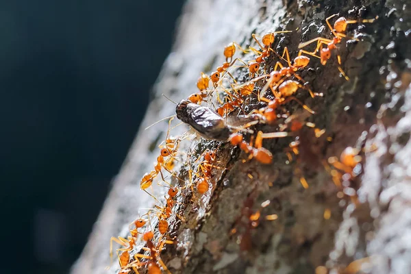 Red ant teamwork moving their prey — Stock Photo, Image