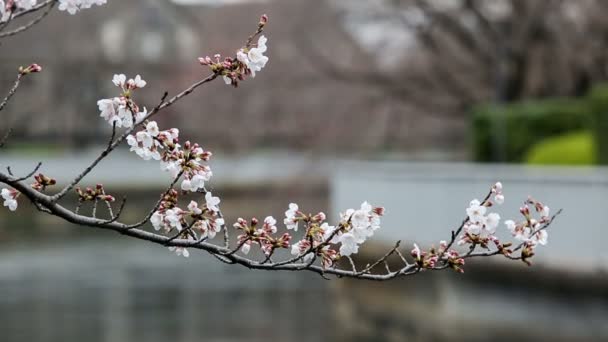 Flor de cereja ou Sakura em Tóquio, Japão . — Vídeo de Stock