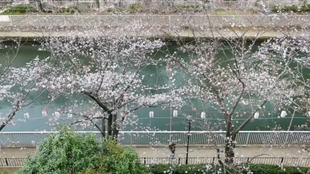 Lanternes dans Sakura Festival à passerelle, Tokyo, Japon . — Video