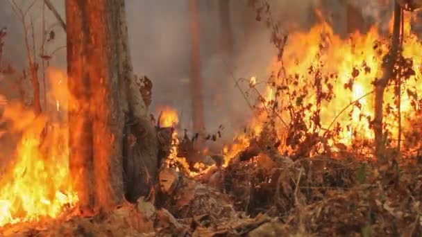 feu de forêt sur la montagne de Thaïlande, boucle sans couture. (enregistrement audio  )