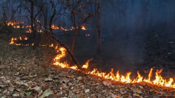 Dziki pożar na górze Tajlandii, płynne pętle. (nagrane audio ) — Wideo stockowe