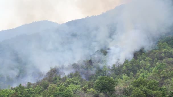 Wildfire på berget i thailand — Stockvideo