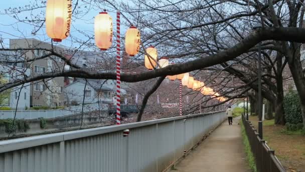 Linternas en Sakura Festival Tokio, Japón . — Vídeo de stock