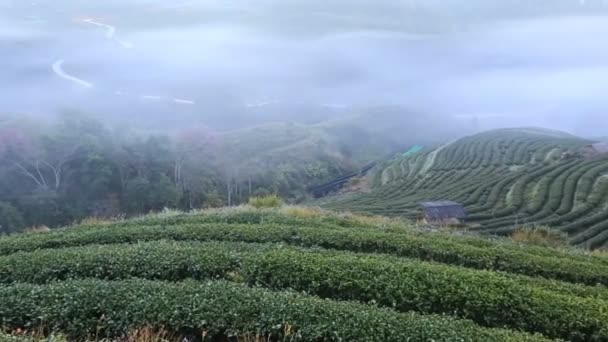 Herbata plantation zdaniem rano, Ang-Khang, Chiangmai, Tajlandia — Wideo stockowe