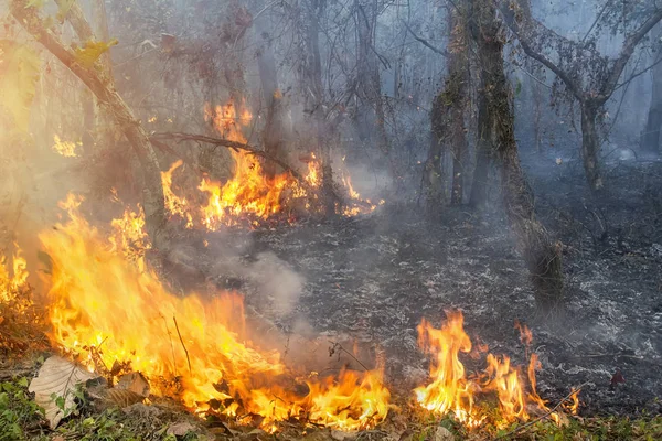 Пожар Буша в тропическом лесу — стоковое фото
