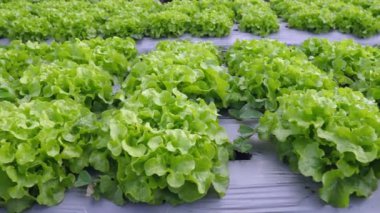 arazi korunan plastik film ile Sebze Bahçesi