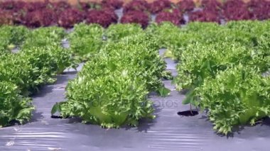 arazi korunan plastik film ile Sebze Bahçesi