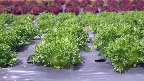 Moestuin, met plastic folie beschermd in het land — Stockvideo