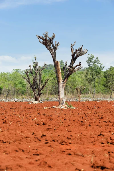 La destrucción de los bosques para el cambio de cultivo en Tailandia. —  Fotos de Stock