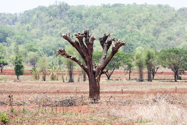 Förstörelse av skogar för förskjutning av odlingen i Thailand. — Stockfoto