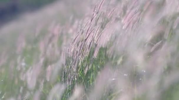 Blomma gräs i vinden — Stockvideo