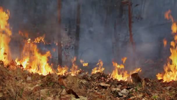 Incendio boschivo nella foresta tropicale, Thailandia — Video Stock