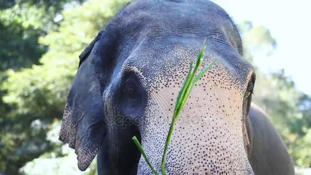 Elephants are eating food at the camp , Chiangmai Thailand. — Stock Video