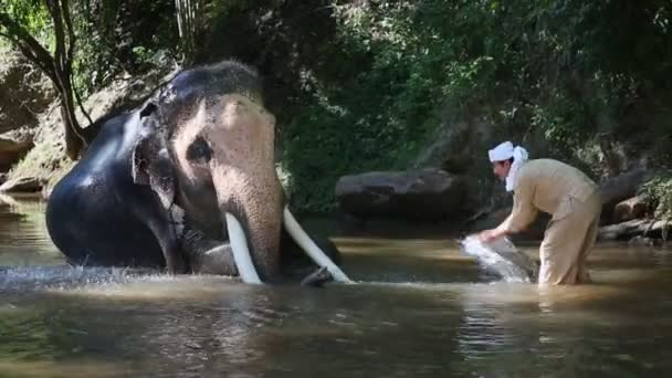 Asian mahout with elephant in creek ,Chiang mai Thailand. — Stock Video