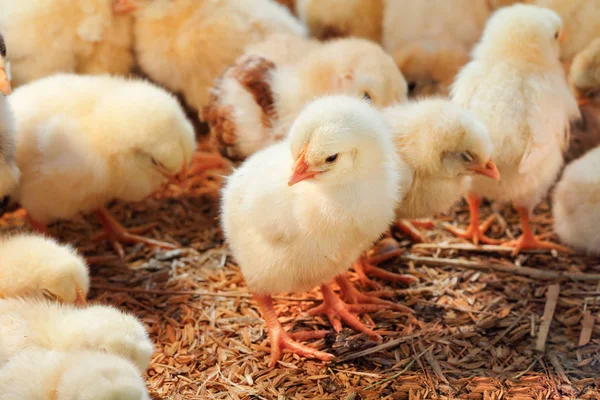 Baby-Hühner in Geflügelfarm — Stockfoto