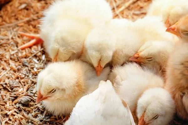 Pollo bebé en granja avícola —  Fotos de Stock