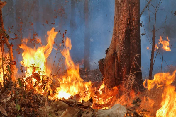 Feu de forêt sur la montagne en Thaïlande — Photo