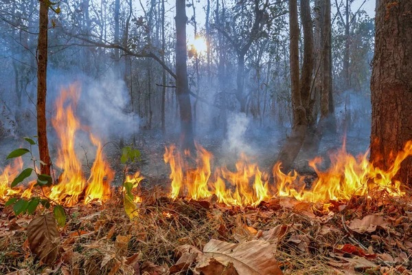 Пожар на горе в Таиланде — стоковое фото
