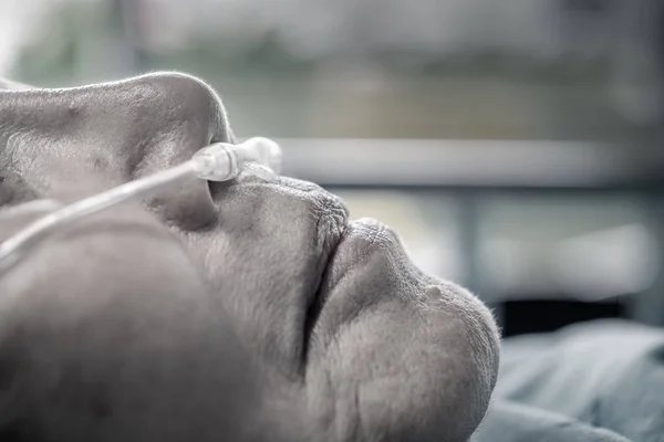 Femeia în vârstă cu tub de respirație nazală pentru a ajuta la respirația ei — Fotografie, imagine de stoc