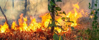 Avustralya çalı yangınları, Ateş rüzgar ve ısıdan besleniyor.