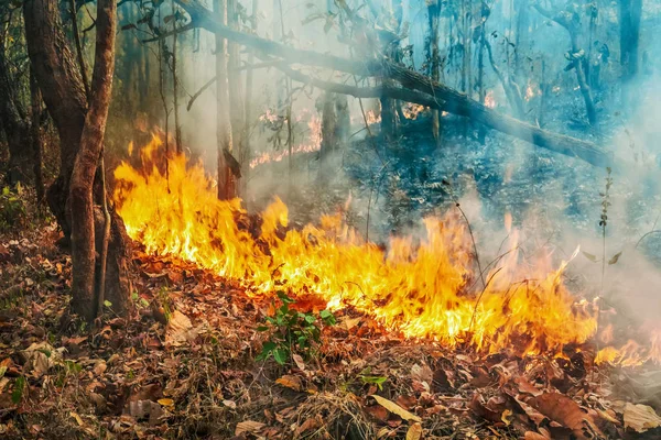 Αυστραλία bushfires, Η φωτιά τροφοδοτείται από τον άνεμο και τη θερμότητα. — Φωτογραφία Αρχείου