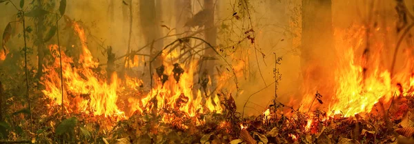 Australia bushfires, The fire is fueled by wind and heat. — Stock Photo, Image