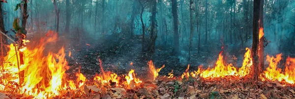 Australien bushfires, Ilden er drevet af vind og varme . - Stock-foto