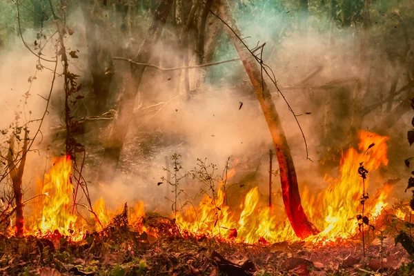 El desastre de la selva amazónica está ardiendo a un ritmo que los científicos — Foto de Stock