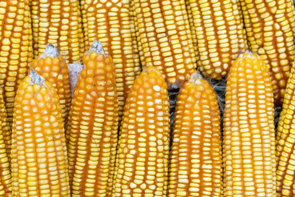 食品工业用玉米 — 图库照片