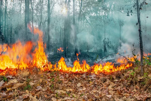 Australia pożary krzewów, Ogień jest napędzany przez wiatr i ciepło. — Zdjęcie stockowe