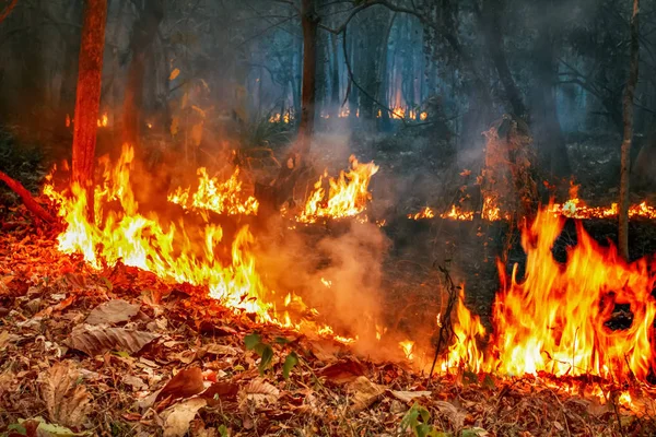 Regn skog brand katastrof brinner — Stockfoto