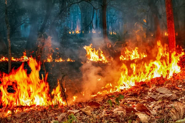 Стихійні лиха у вологих тропічних лісах Амазонії загорілися. — стокове фото