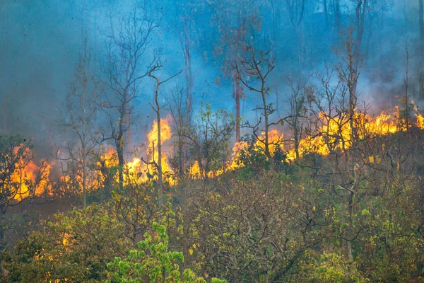 Amazonasi Esőerdő Tűz Katasztrófa Által Okozott Emberek — Stock Fotó