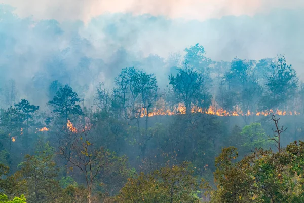 Катастрофа Дощового Лісу Горить Спричинена Людьми — стокове фото