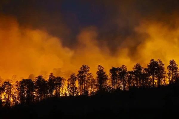 Rain Forest Fire Disaster Burning Caused Humans — Stock Photo, Image