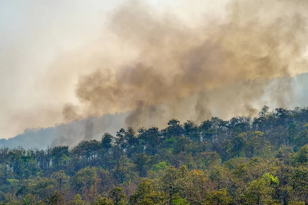 Amazonie Forêt Tropicale Incendie Catastrophe Est Train Brûler Causée Par — Photo