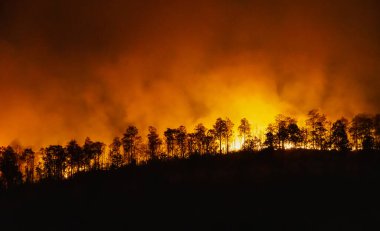 Yağmur ormanı yangınları insanların neden olduğu bir felaket.
