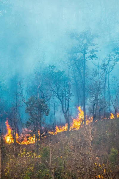 Brand Het Regenwoud Wordt Veroorzaakt Door Mensen — Stockfoto