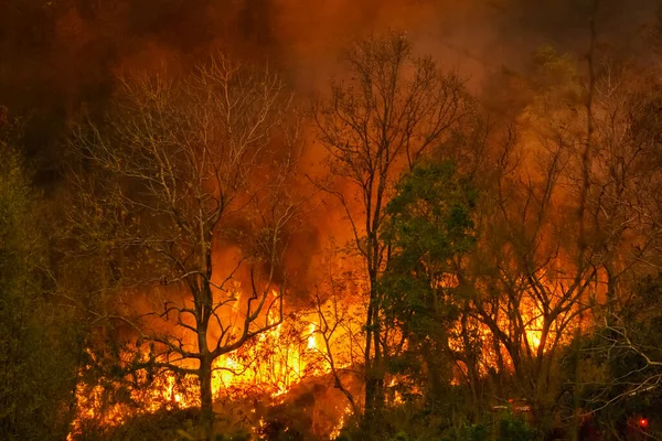 Desastre Incêndio Floresta Tropical Está Queimando Causado Por Seres Humanos — Fotografia de Stock