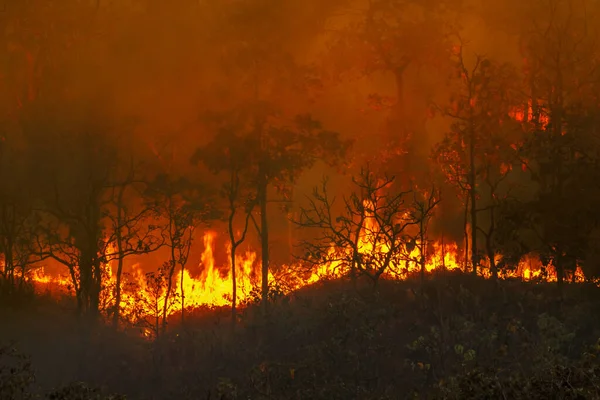 Rain Forest Fire Disaster Burning Caused Human — Stock Photo, Image