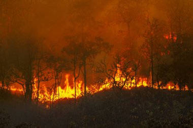 Yağmur ormanı yangınları insanların neden olduğu bir felaket.