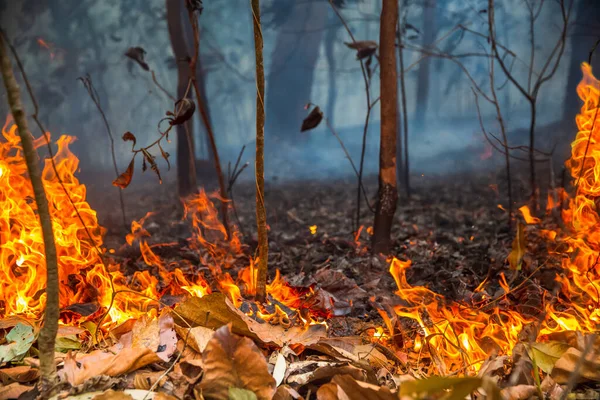 Rain Forest Fire Disaster Burning Caused Humans — Stock Photo, Image