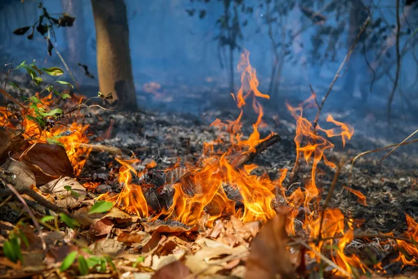 Rain Forest Fire Disaster Burning Caused Humans — Stock Photo, Image