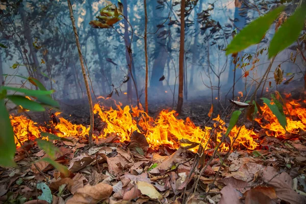 Regnskogsbrandskatastrofen Brinner Orsakad Människan — Stockfoto