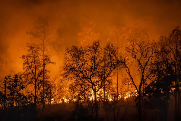 Waldbrand Katastrophe Regenwald Wird Von Menschen Verursacht — Stockfoto