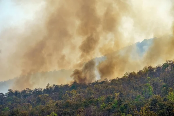 热带雨林火灾是由人类引起的火灾 — 图库照片