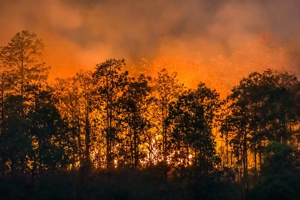 Desastre Los Incendios Forestales Causado Por Ser Humano — Foto de Stock